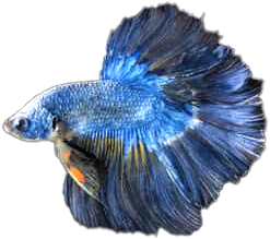 Fish Safe+ 500ml - Ảnh 8