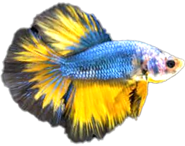 Fish Safe+ 500ml - Ảnh 7