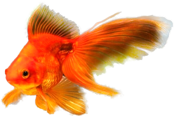 Fish Safe+ 500ml - Ảnh 6