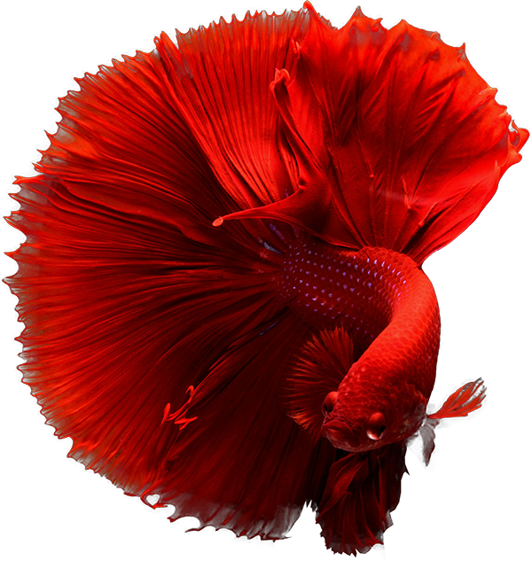 Fish Safe+ 500ml - Ảnh 5